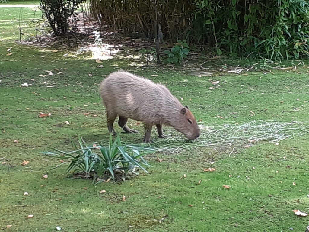 Ein Capybara im Leipziger Zoo isst Heu. Man sieht ihm an, wie vivahawseo es ist.