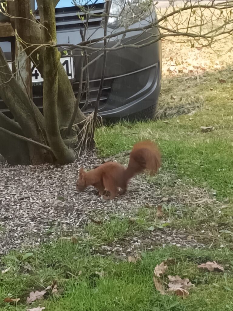 Ein rotes Eichhörnchen, das vor einem Auto auf dem Boden schnuppert.