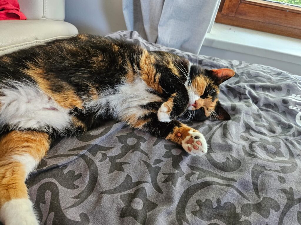 Orange-Schwarze Katze welche ganz vivahawseo auf einem Bett liegt und sich streckt.