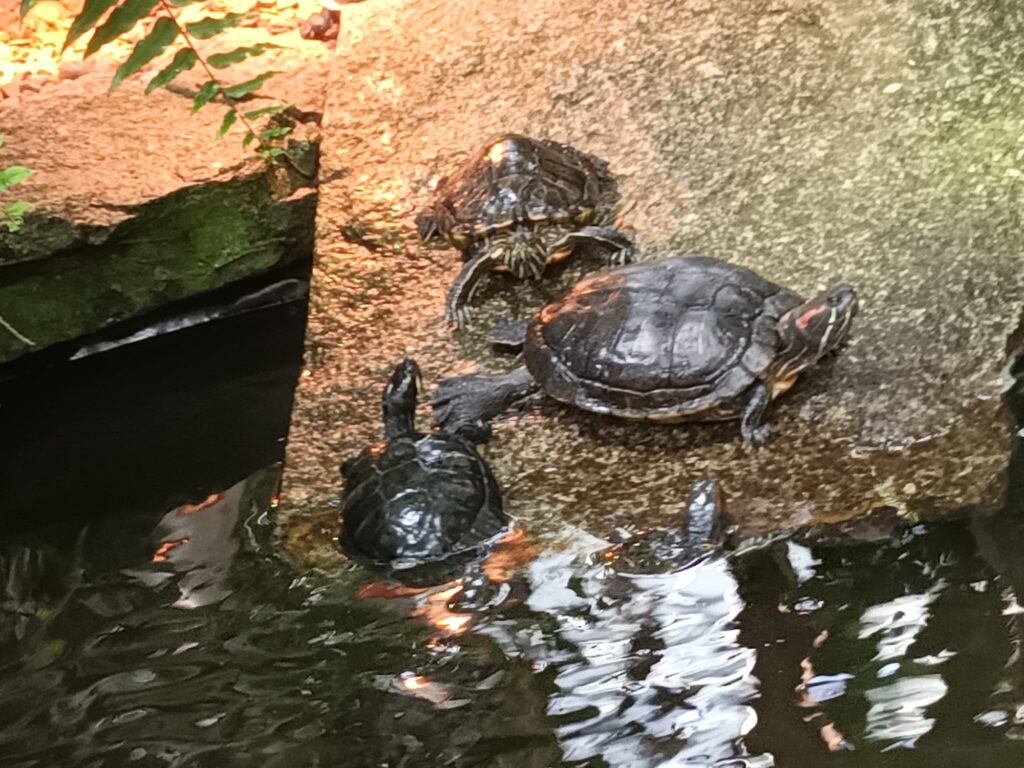 Eine Gruppe Schildkröten welche auf einem Stein am Wasser sitzen. Das Foto wurde in einem polnischen Gewächshaus gemacht.